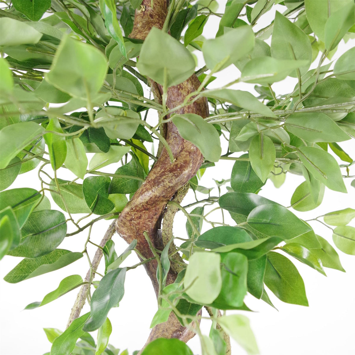 150cm Twisted Trunk Artificial Japanese Fruticosa Style Ficus Tree image 1